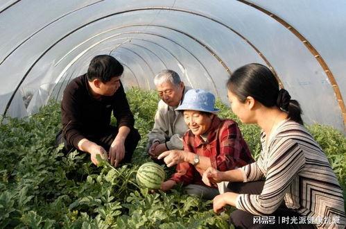 车臣吃瓜,瓜田里的独特风情