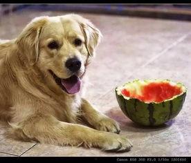 狗吃生瓜,探索生瓜的诱惑