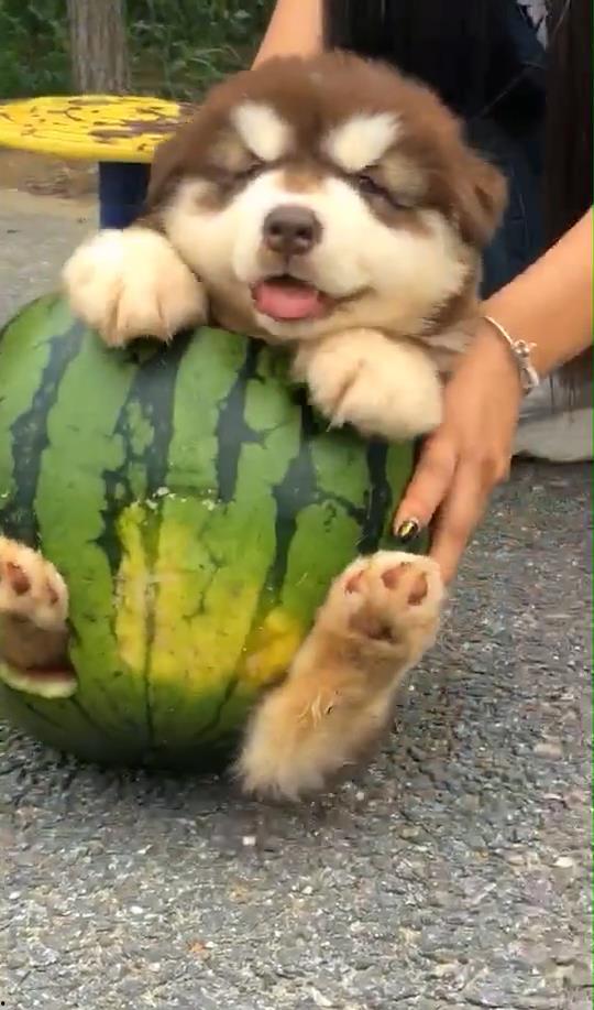狗吃生瓜,探索生瓜的诱惑