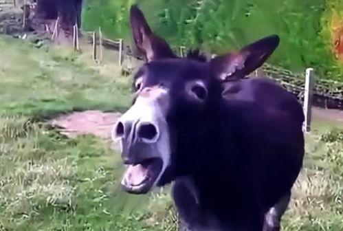 二驴直播吃瓜,揭秘娱乐圈幕后真相