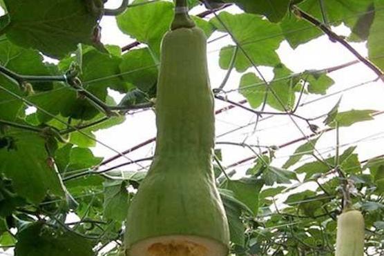 农村的大瓜怎么吃,解锁夏日清新美味