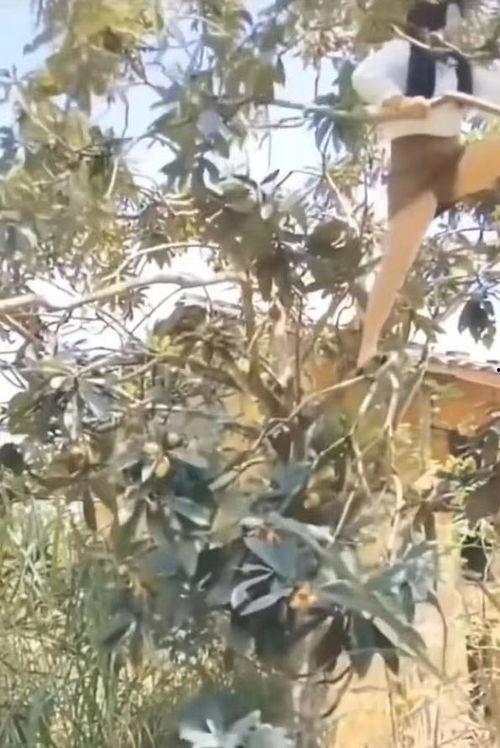 男生爬树吃瓜,男生爬树吃瓜的欢乐时光