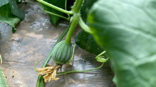 儿时吃的瓜篓,瓜篓里的甜蜜回忆