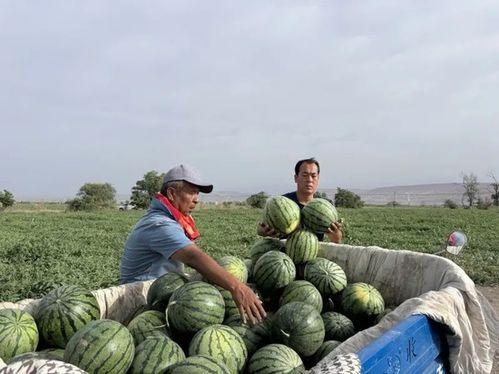 河北任县吃瓜,探寻河北任县特色美食之旅