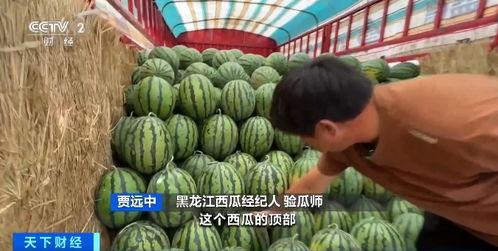 河北任县吃瓜,探寻河北任县特色美食之旅