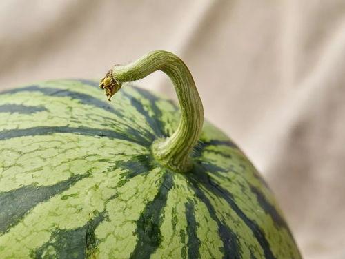 院人吃瓜,揭秘娱乐圈背后的那些事儿