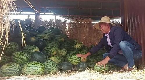 昆明民政局吃瓜