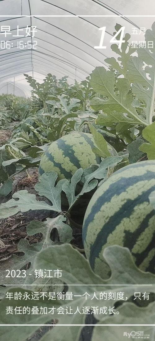 alley吃瓜总部,网络热点的幕后推手