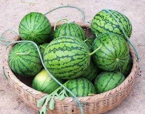 南北方吃瓜,瓜果飘香，味蕾间的地域风情