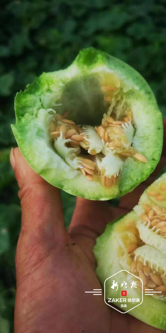 吃瓜巨瓜,吃瓜巨瓜背后的惊人真相