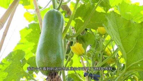 吃瓜巨瓜,吃瓜巨瓜背后的惊人真相