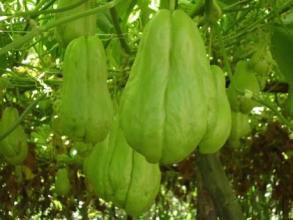 吃佛手瓜可以吃山药吗