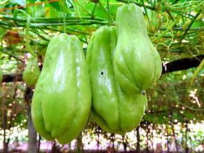 吃佛手瓜可以吃山药吗