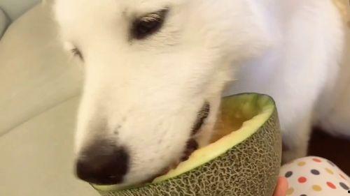 吃瓜群众卖狗头,狗头表情包背后的故事与魅力