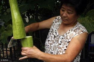 吃瓜会长小号,网络红人的幕后故事