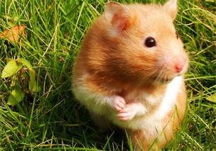 金丝熊吃白兰瓜,白兰瓜美食之旅