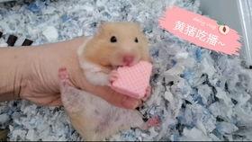 金丝熊吃白兰瓜,白兰瓜美食之旅