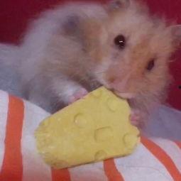 金丝熊吃白兰瓜,白兰瓜美食之旅