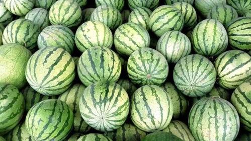 吃大籽瓜,探寻瓜中珍品的美味之旅