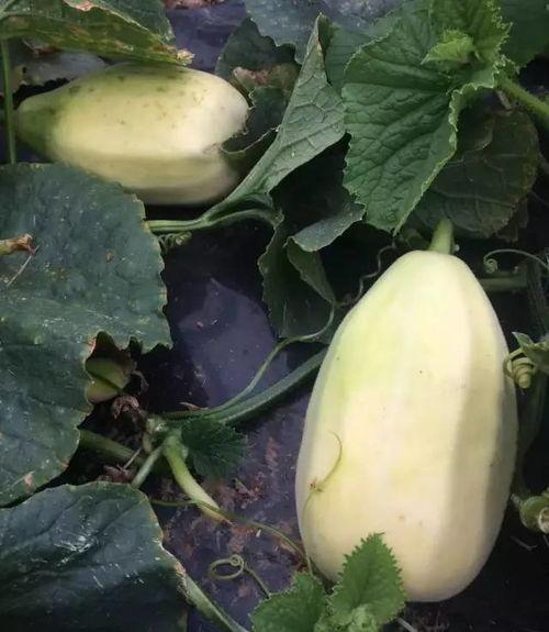 只吃最甜的瓜是什么瓜啊