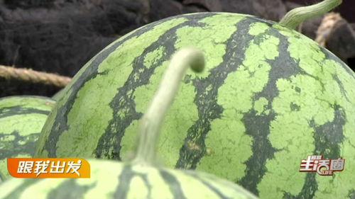 宜昌吃瓜群众图片,揭秘夏日街头文化