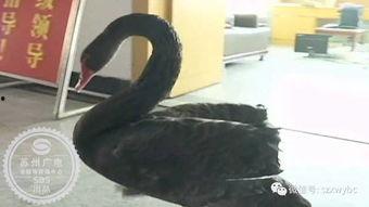 黑天鹅吃瓜,一场意外的美味探险