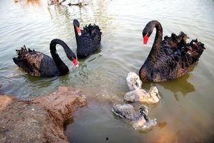 黑天鹅吃瓜,一场意外的美味探险