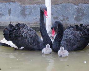 黑天鹅吃瓜,一场意外的美味探险
