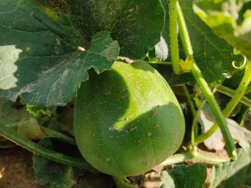 打卡建筑吃瓜,一场建筑与味蕾的奇妙邂逅