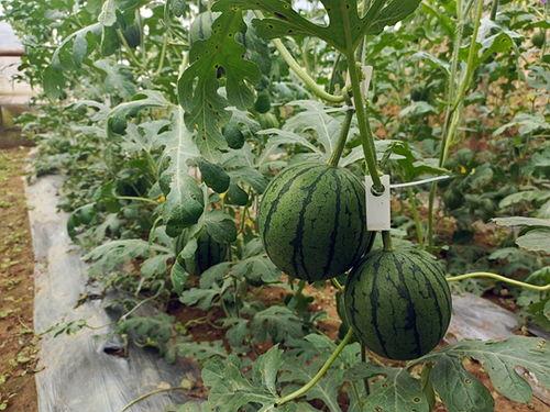 哪种小瓜能做酸瓜吃呢,哪种小瓜最适合制作酸瓜