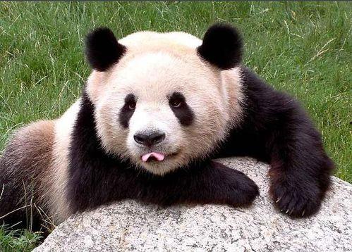 熊猫集体吃瓜视频,萌态十足引网友热议