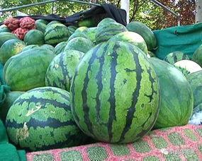 吃的瓜有什么瓜,揭秘“吃的瓜”背后的瓜种奥秘