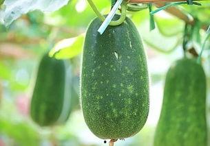 吃的瓜有什么瓜,揭秘“吃的瓜”背后的瓜种奥秘