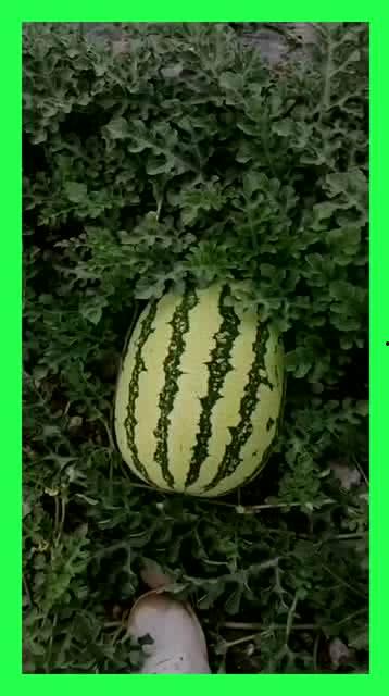 各地方吃瓜,一网打尽全国瓜果美味