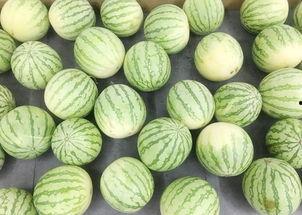 各地方吃瓜,一网打尽全国瓜果美味