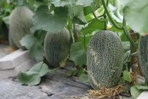 各地方吃瓜,一网打尽全国瓜果美味