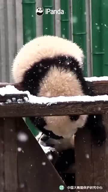 吃瓜熊图片,揭秘熊界“吃瓜群众”的日常生活