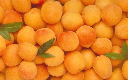 外国人夏天吃哈密瓜吗,外国友人也爱上中国哈密瓜