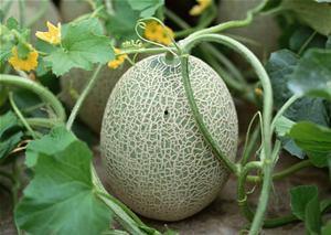 外国人夏天吃哈密瓜吗,外国友人也爱上中国哈密瓜