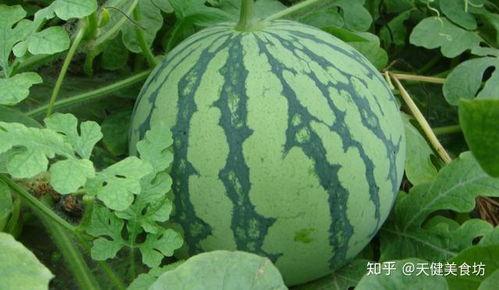西瓜喜欢吃瓜,探寻瓜中佳肴的甜蜜奥秘