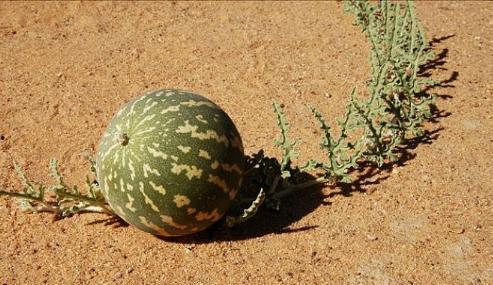 沙漠瓜怎么吃效果最好