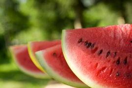 吃西瓜爱吃哈密瓜,探寻瓜果之最