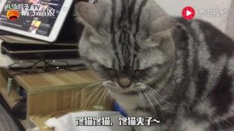 猫宁宁吃瓜