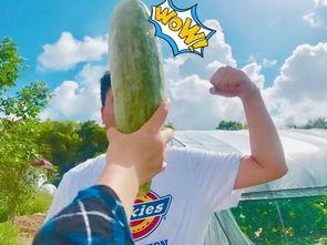 吃瓜看麦,揭秘娱乐圈背后的故事与真相