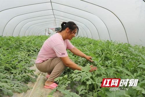 华强只吃大棚瓜,大棚瓜的忠实食客，探寻绿色健康生活之道