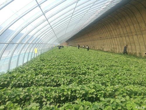 华强只吃大棚瓜,大棚瓜的忠实食客，探寻绿色健康生活之道