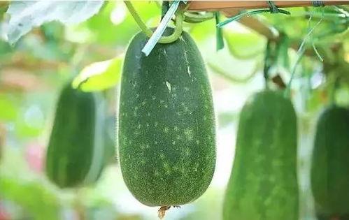 年瓜什么时候吃,揭秘年瓜的最佳食用时节