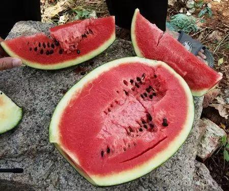 吃瓜坑,娱乐圈幕后真相大曝光