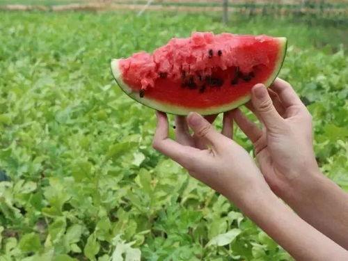 吃瓜坑,娱乐圈幕后真相大曝光