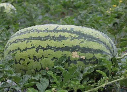 吃瓜坑,娱乐圈幕后真相大曝光